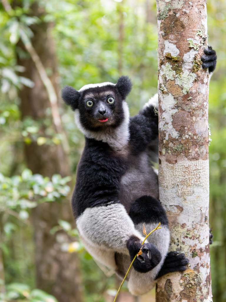 De Indri in het Andasibe-Mantadia Nationaal Park, Madagaskar