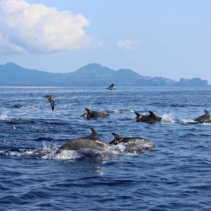 Dolfijnen in het water aan kust Azoren