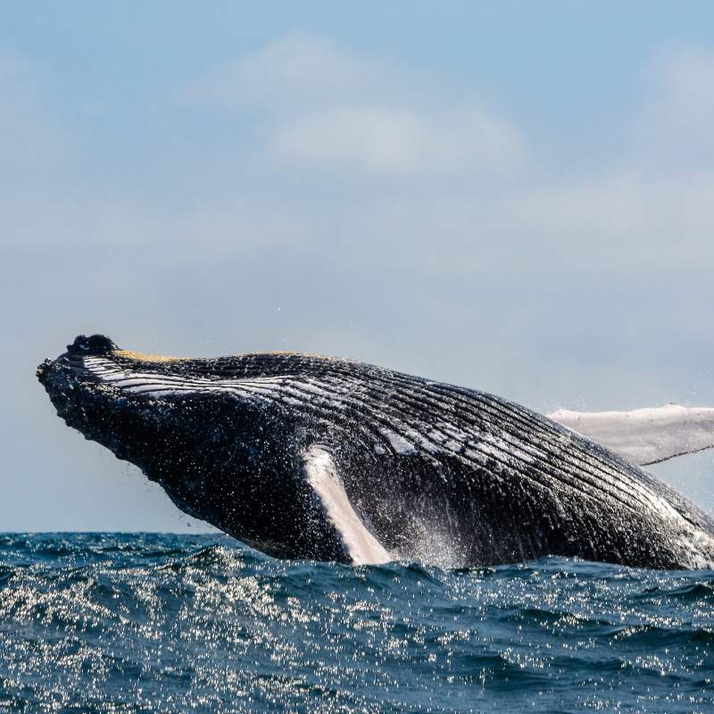 Walvis in Ecuador