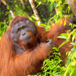 Orang-Oetan in Tanjung Putting National Park in Borneo Indonesië