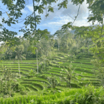 Gelaagd rijstveld in Sidemen, Bali, Indonesië